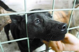 深圳流浪狗最新爆料,最新爆料揭示生存困境